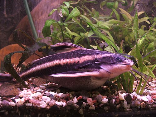 Striped Raphael
