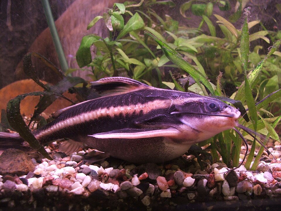 Striped Raphael (Platydoras armatulus)