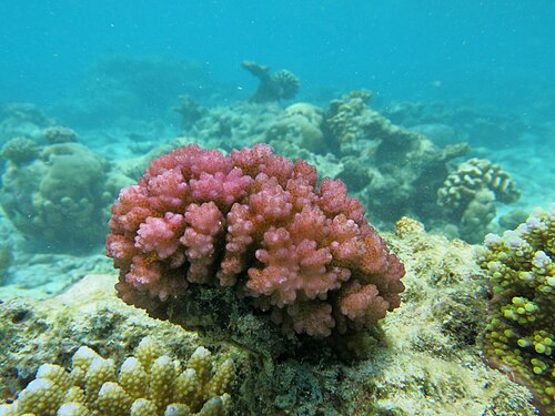 Aquacultured Pink Pocillopora Coral