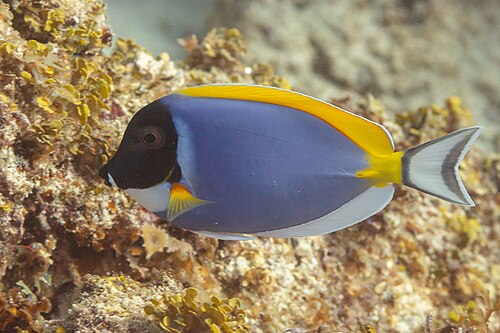 Powder blue tang