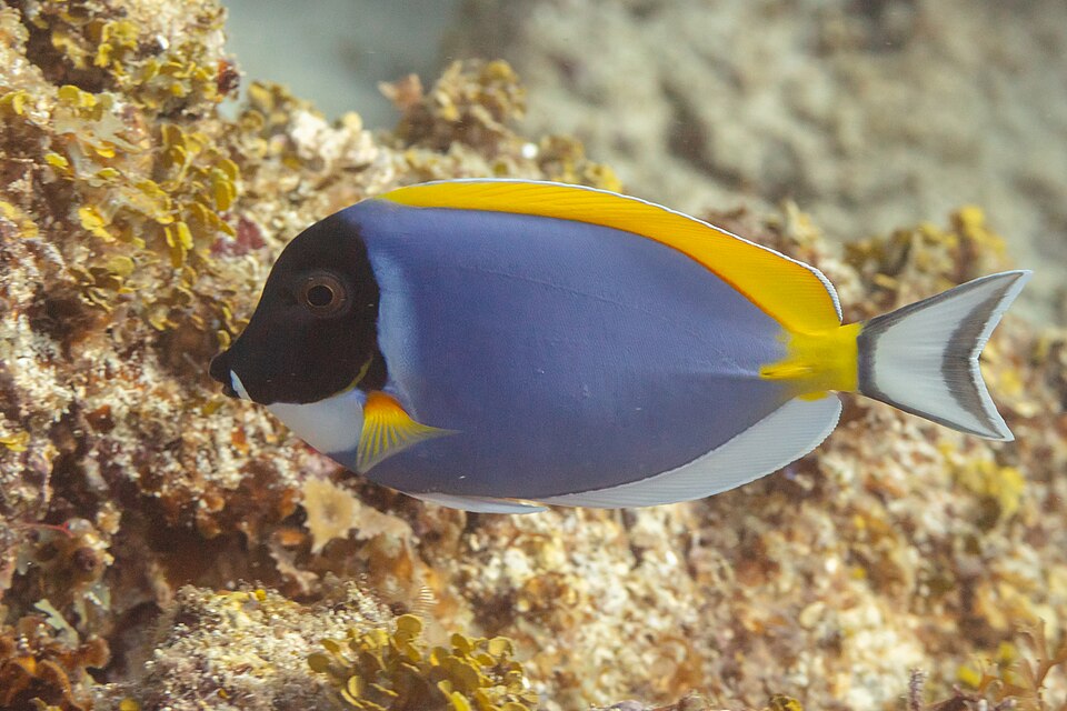 Powder blue tang (Acanthurus leucosternon)