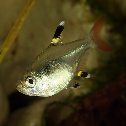 Gold X-Ray Tetra
