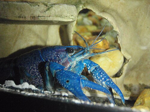 Electric Blue Crayfish