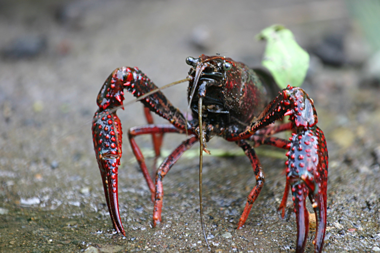 Blue Dragon Crayfish