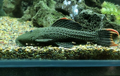 L600 Orange Seam Leopard Cactus Pleco (Pseudacanthicus leopardus)