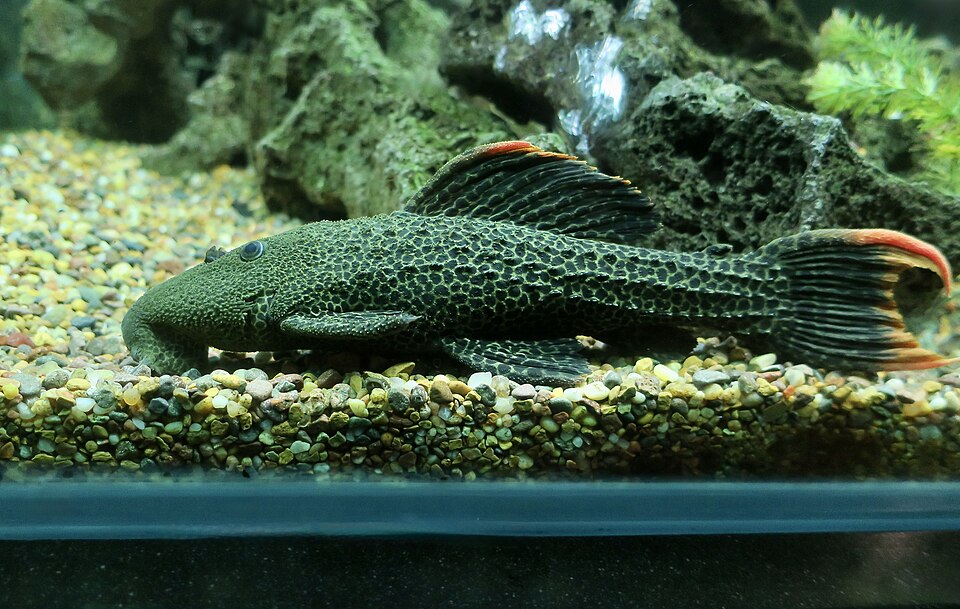 L600 Orange Seam Leopard Cactus Pleco (Pseudacanthicus leopardus)