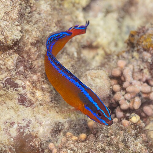 Neon Dottyback
