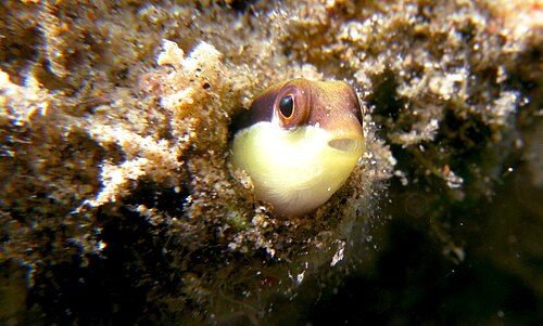 Striped Dottyback