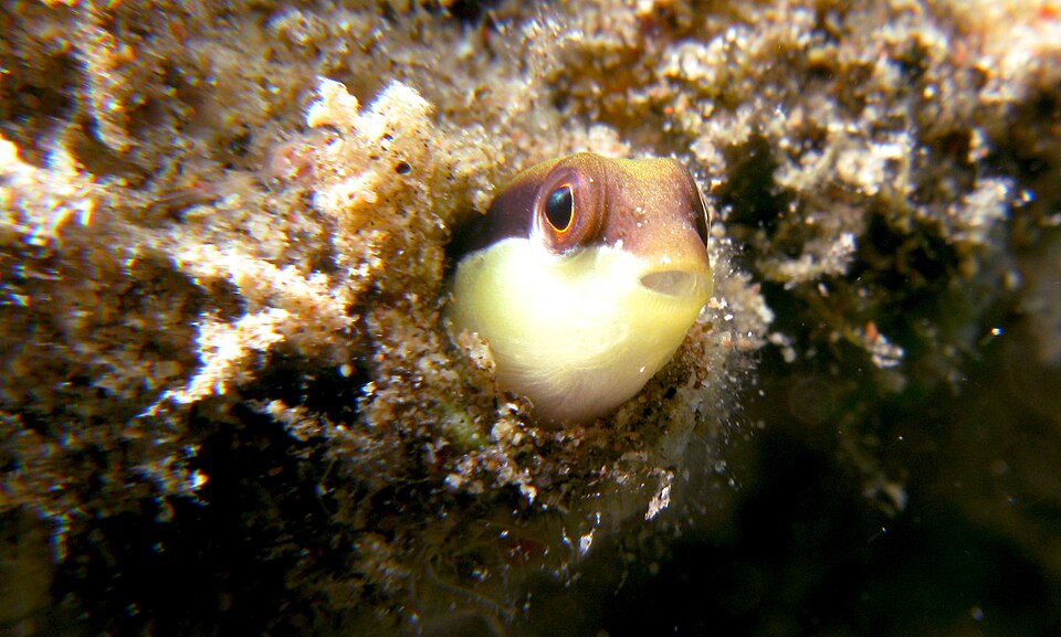 Striped Dottyback (Pseudochromis sankeyi)