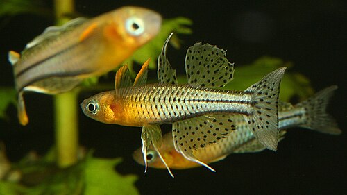 Blue-Eyed Tenellus Rainbowfish (Pseudomugil gertrudae)