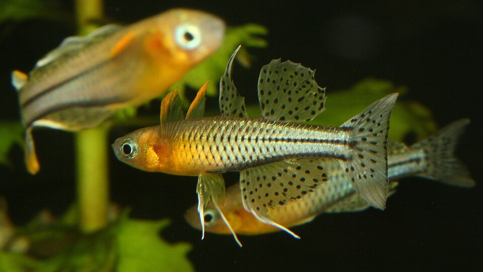 Blue-Eyed Tenellus Rainbowfish (Pseudomugil gertrudae)