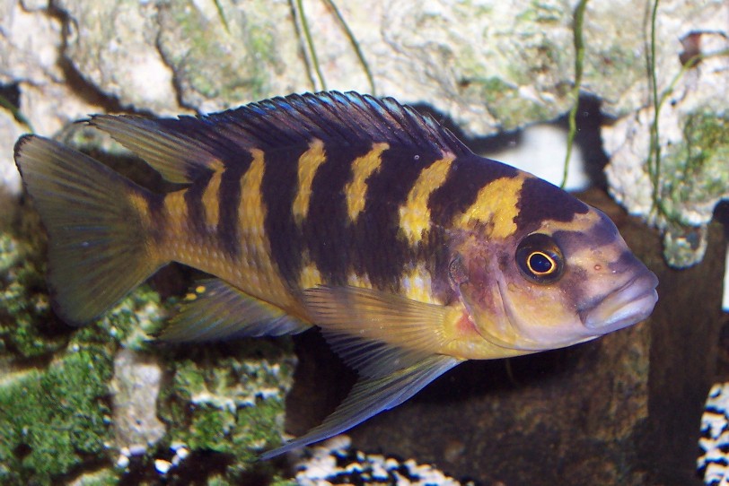 CUTE BUMBLE BEE AFRICAN CICHLID 1.5"