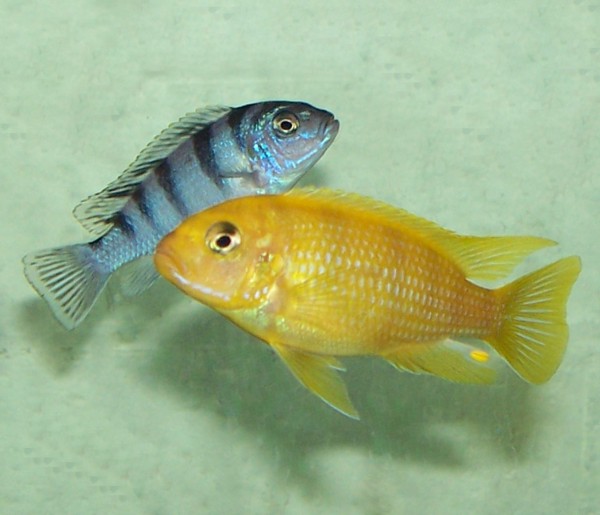 OUTSTANDING KENYI CICHLID 2 INCHES UNSEXED