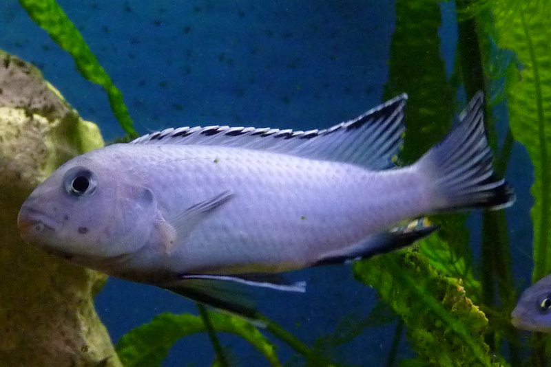 GREAT ALBINO SOCOLOFI 1.5 TO 2" UNSEXED