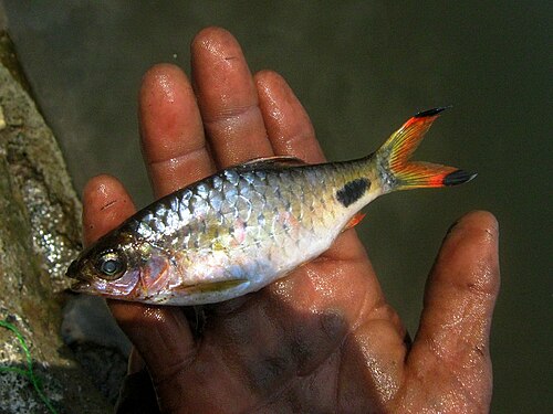 GREAT FILAMENTOSA BARB JUMBO 3 INCHES (Puntius filamentosus)