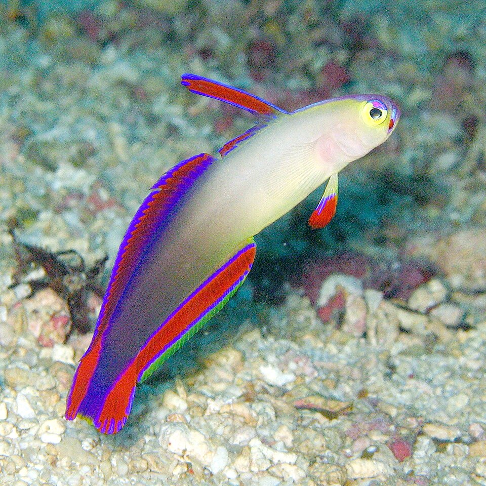 Purple firefish (Nemateleotris decora)