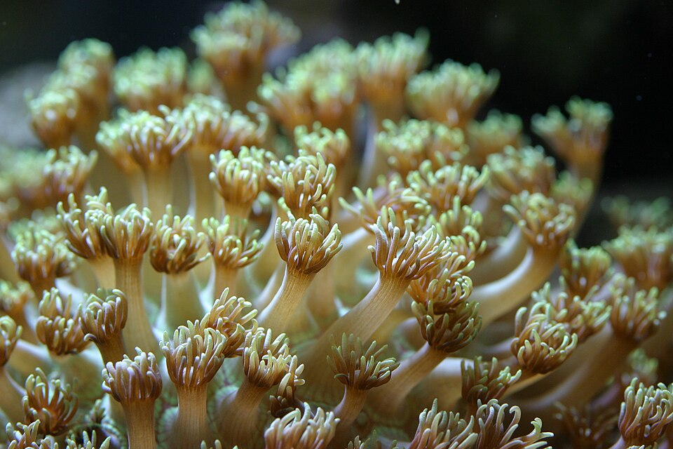 Purple Flowerpot Coral - Aquacultured (Goniopora sp.)
