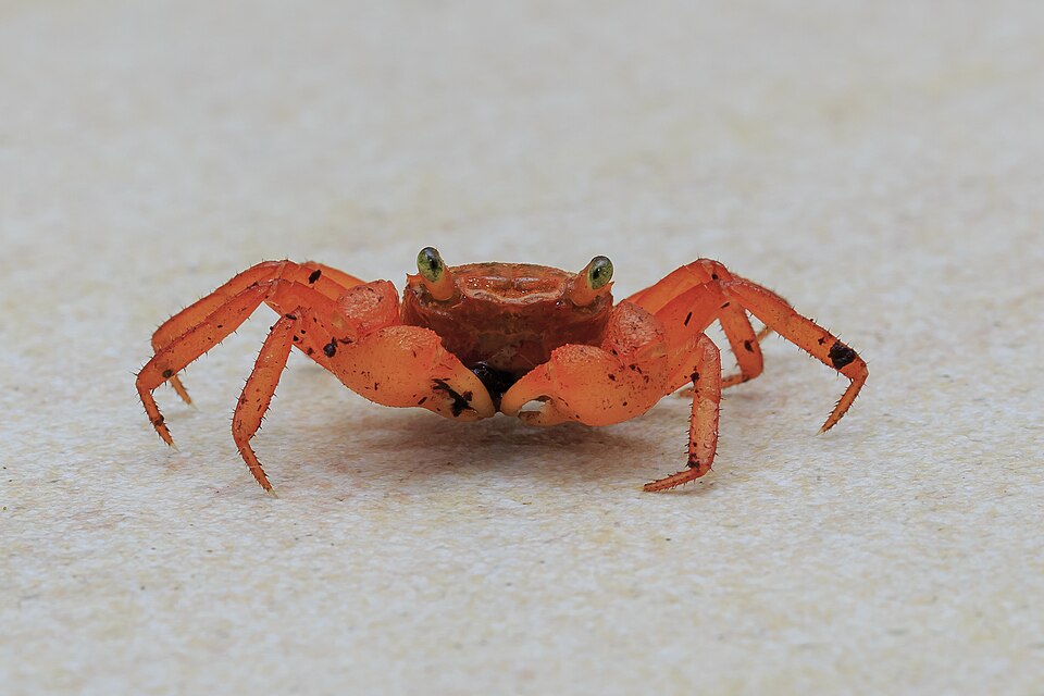 Purple Haze Vampire Crab (Geosesarma sp.)
