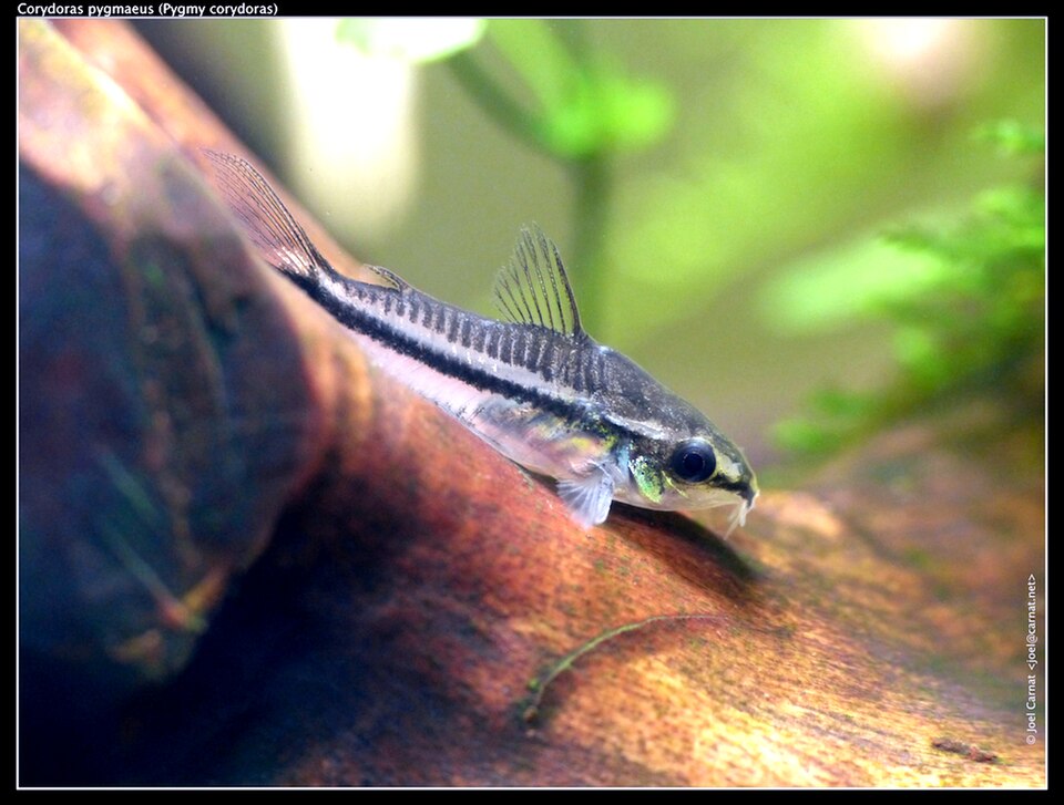 Pygmy corydoras (Corydoras pygmaeus)