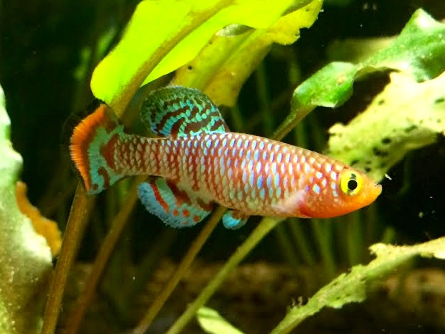 Rachovii killifish