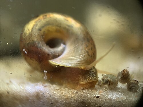 Ramshorn snail