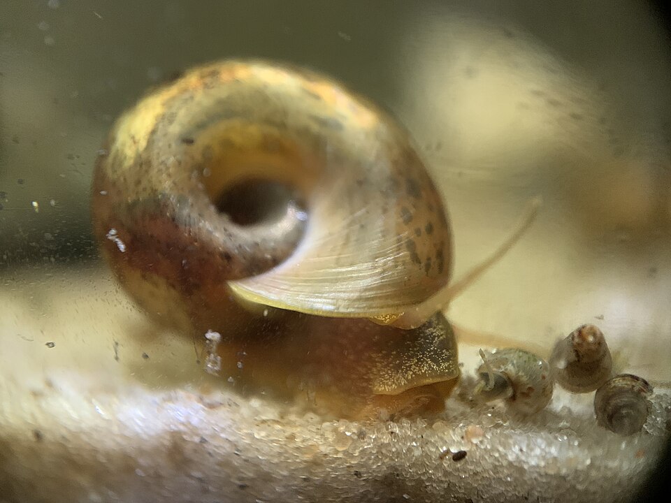 Ramshorn snail (Planorbella duryi)