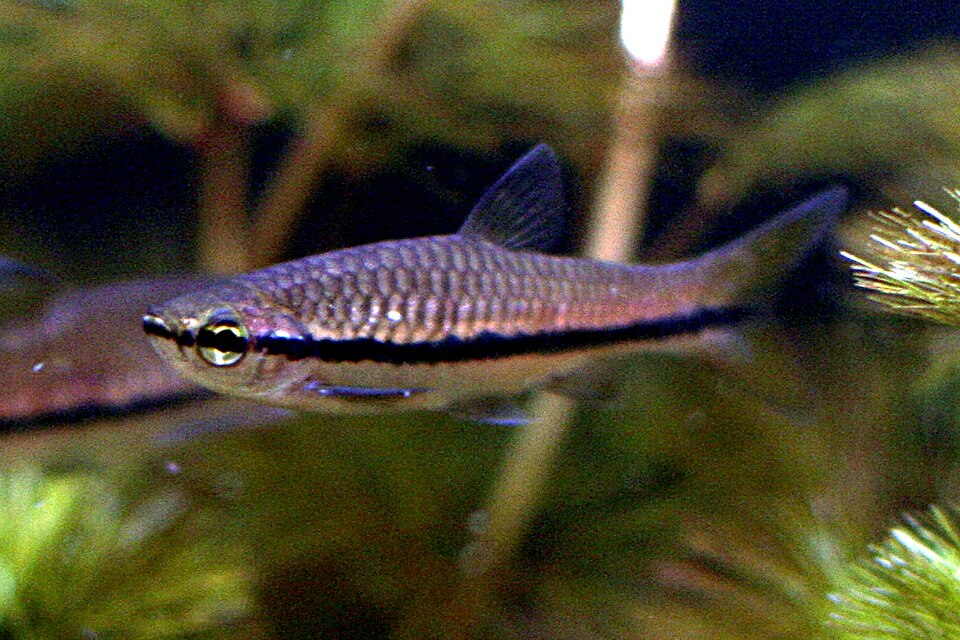 BRILLIANT RASBORAS (Rasbora einthovenii)