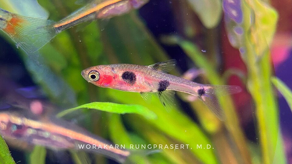 THREE SPOT (Rasbora maculata)
