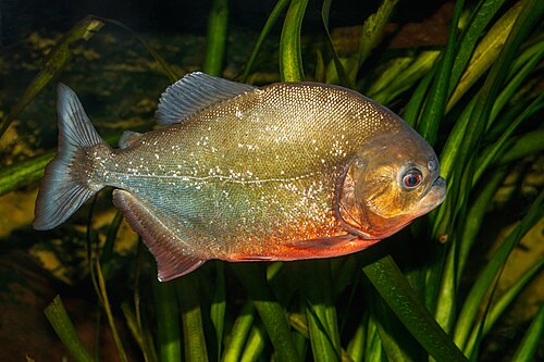 Red-bellied piranha (Pygocentrus nattereri)