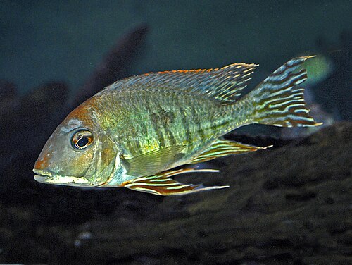 Red/Orange Head Tapajos Eartheater
