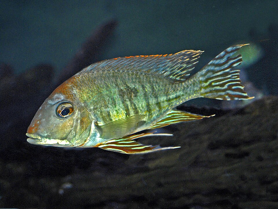 Red/Orange Head Tapajos Eartheater (Geophagus sp.)