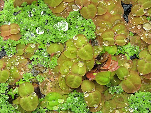 Red root floater (Phyllanthus fluitans)