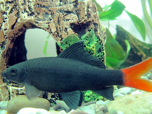 Red-tail shark (Epalzeorhynchos bicolor)