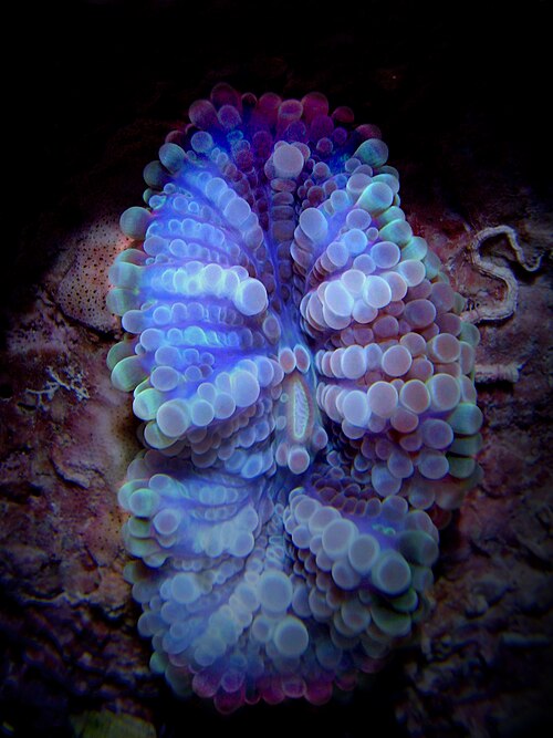 Ricordea (Ricordea spp.)