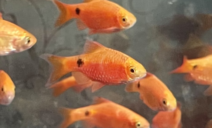 Rosy barb (Pethia conchonius)