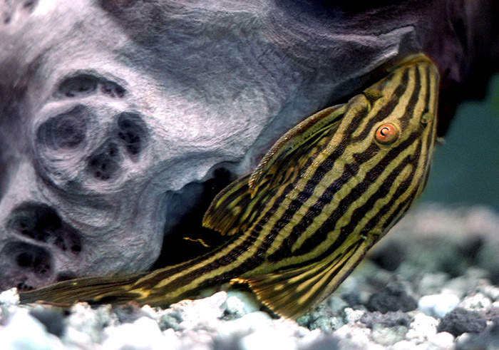 Royal pleco (L190) (Panaque nigrolineatus)
