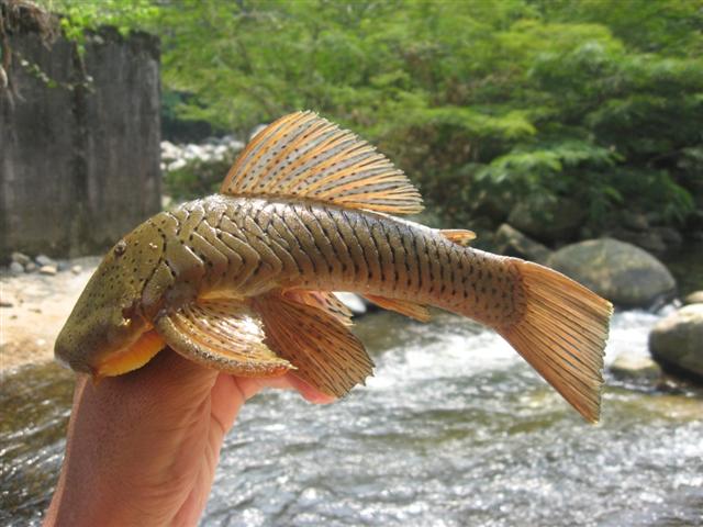 Rubber-lip pleco (Chaetostoma milesi)