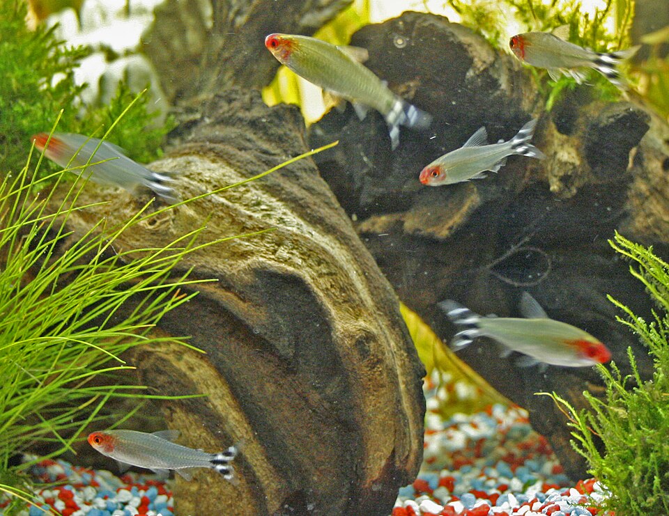 Rummy-nose tetra (Hemigrammus rhodostomus)