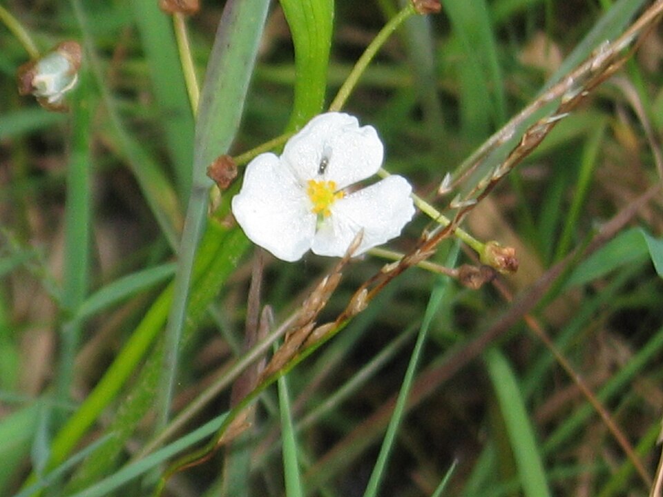 Crushed Ice Sagittaria (Sagittaria graminea)