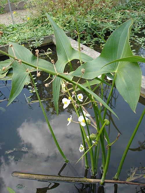 Arrowhead (Sagittaria latifolia)