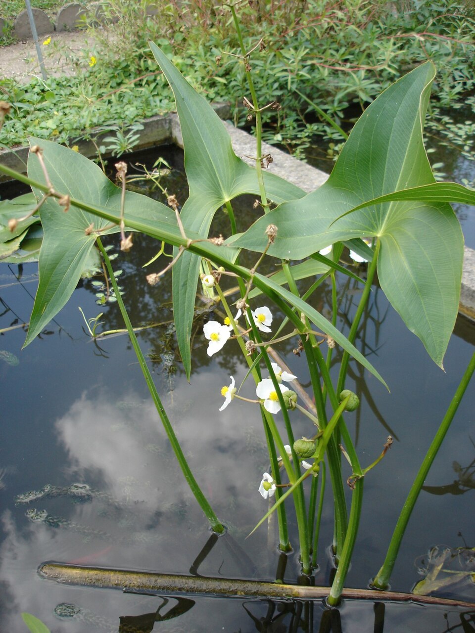 Arrowhead (Sagittaria latifolia)