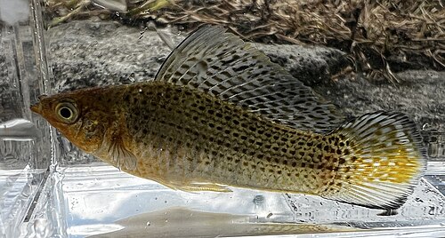 Sailfin molly (Poecilia latipinna)