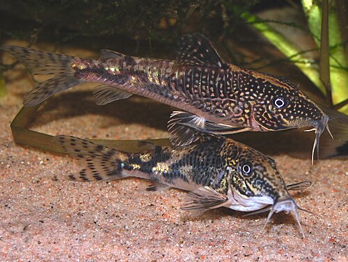 Barbatus Cory '