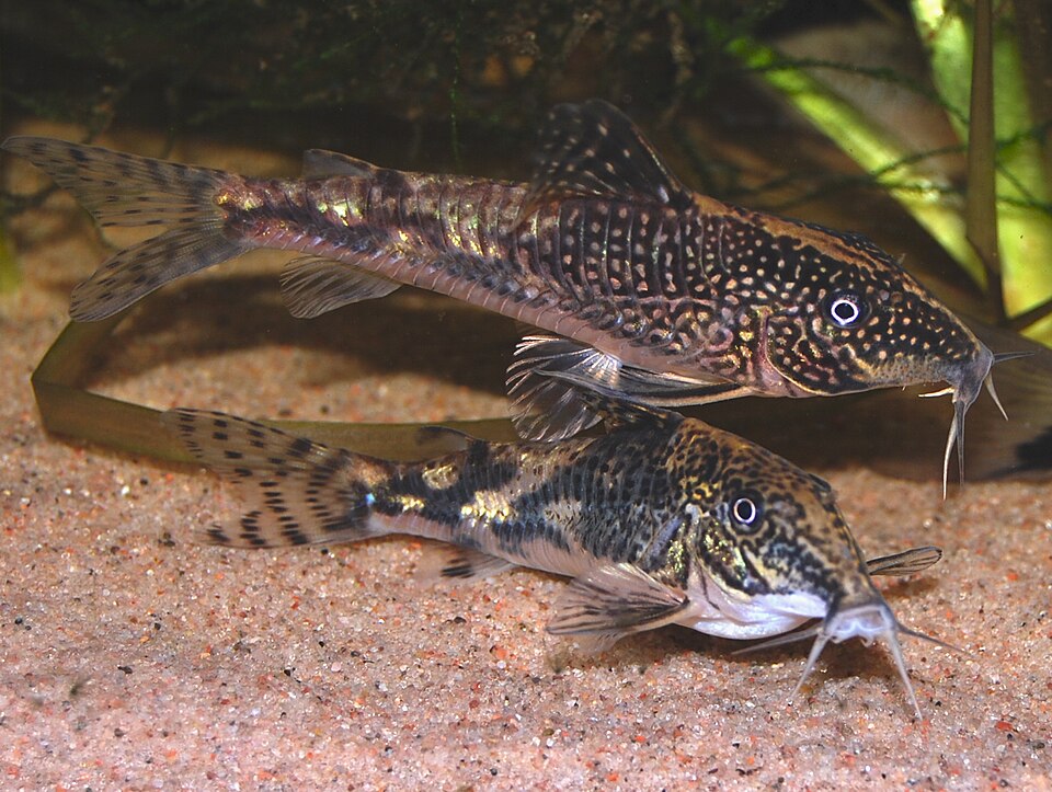 Barbatus Cory ' (Scleromystax barbatus)