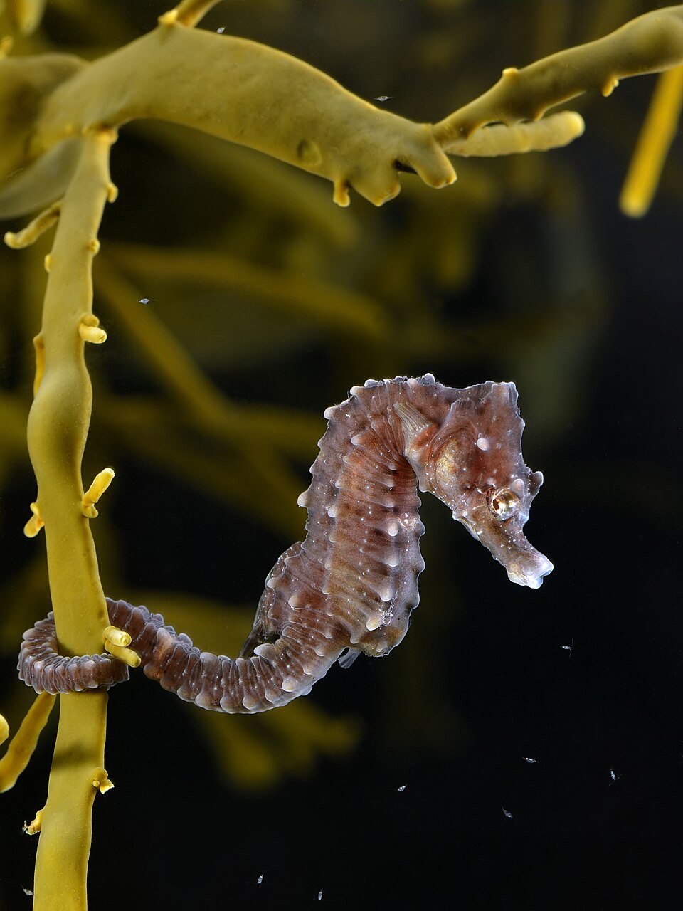 Seahorse (Hippocampus spp.)