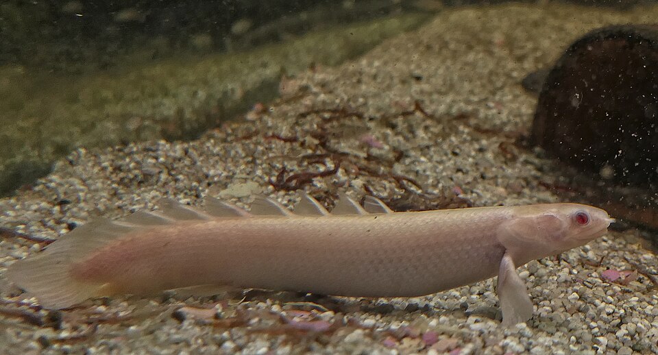 Senegal bichir (Polypterus senegalus)