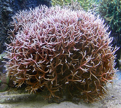 Neon Green Birdsnest Coral - Aquacultured