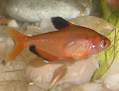 Serpae tetra