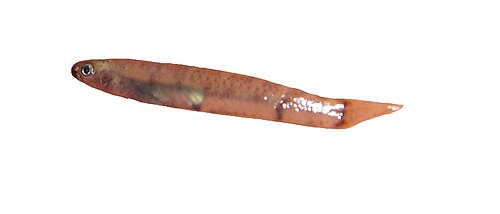 Red-Tailed Rock Goby (Sicyopterus lagocephalus)