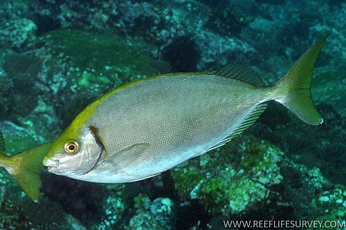 Dusky Pinspotted Spinefoot Rabbitfish '